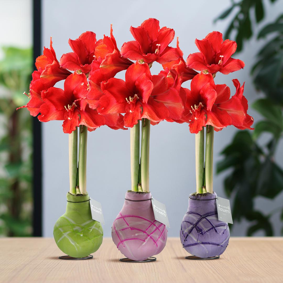 No Water Flowers® Waxz® Art Monet Mix (3er Pack) + Rote Blume - Pflanzfix24