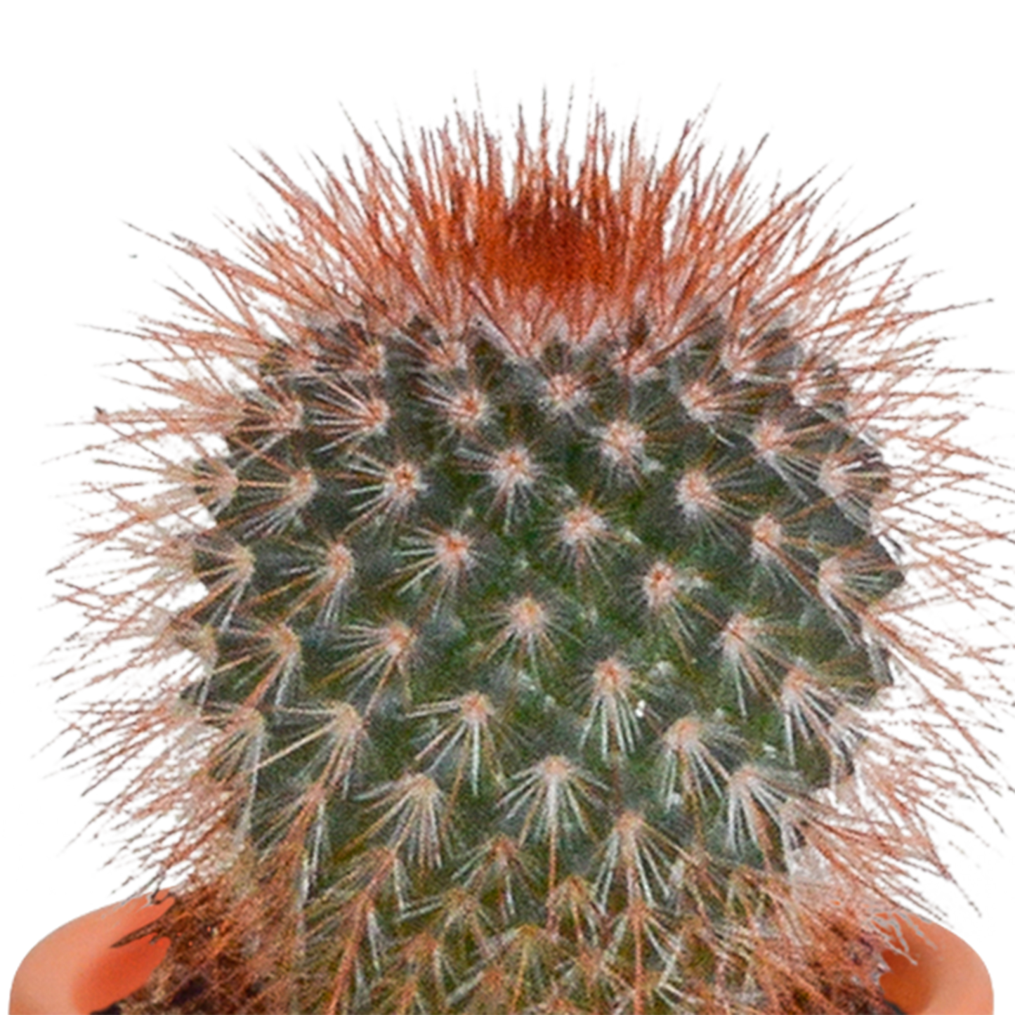 Cactus en vetplanten Mischung 5,5 cm | 15 stück - in Mexicaanse pot - Pflanzfix24.de - Pflanzfix24.de