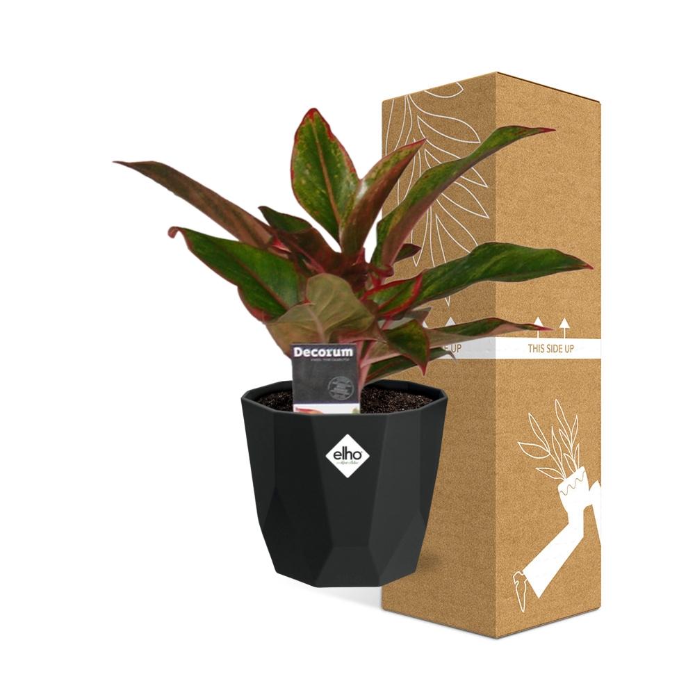 Aglaonema Crete in 14cm b.for rock living black - Pflanzfix24