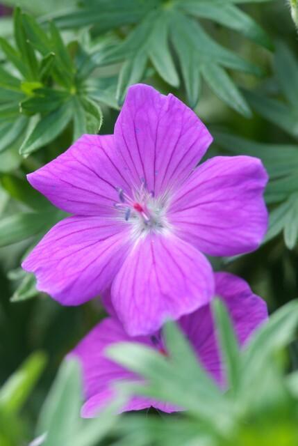 20x Geranium 'Tiny Monster' - Pflanzfix24.de - Höhe 10-25cm, Topfgröße Ø9cm - Pflanzfix24.de