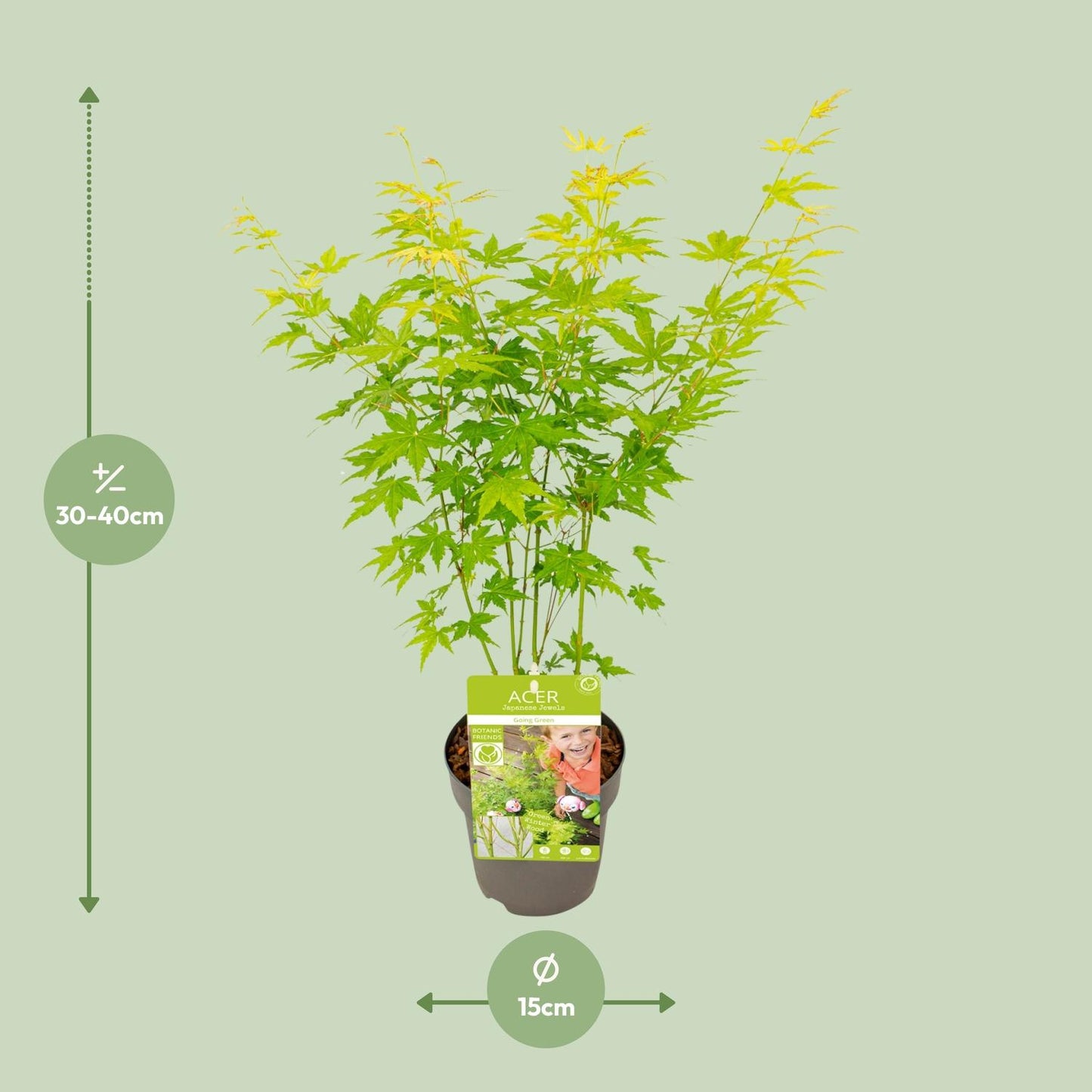 Acer palmatum Going Green - Ø15cm - ↕30cm - Pflanzfix24.de - Pflanzfix24.de