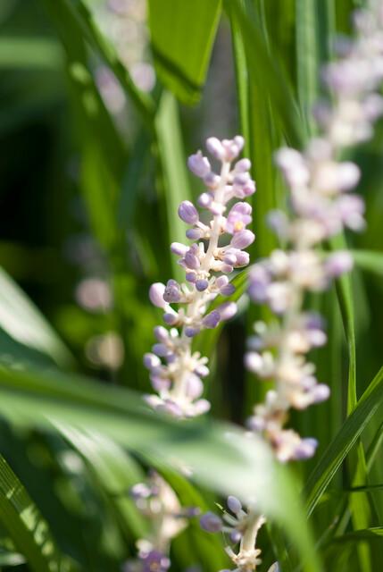 12x Liriope muscari 'Monroe White' Bodendecker 10-25cm – Pflanzfix24.de - Pflanzfix24.de