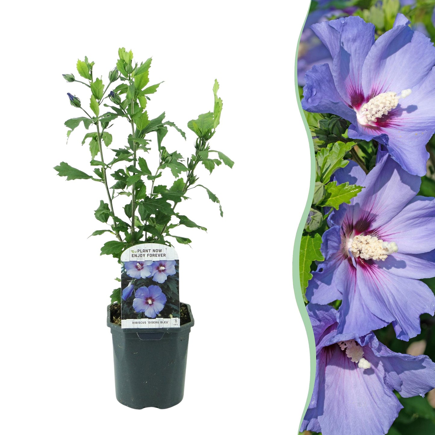 Pflanzfix24.de - Hibiscus syriacus Oiseau Blue - 1 Pflanze - Blüte Blau - Topf 17cm - Pflanzfix24.de