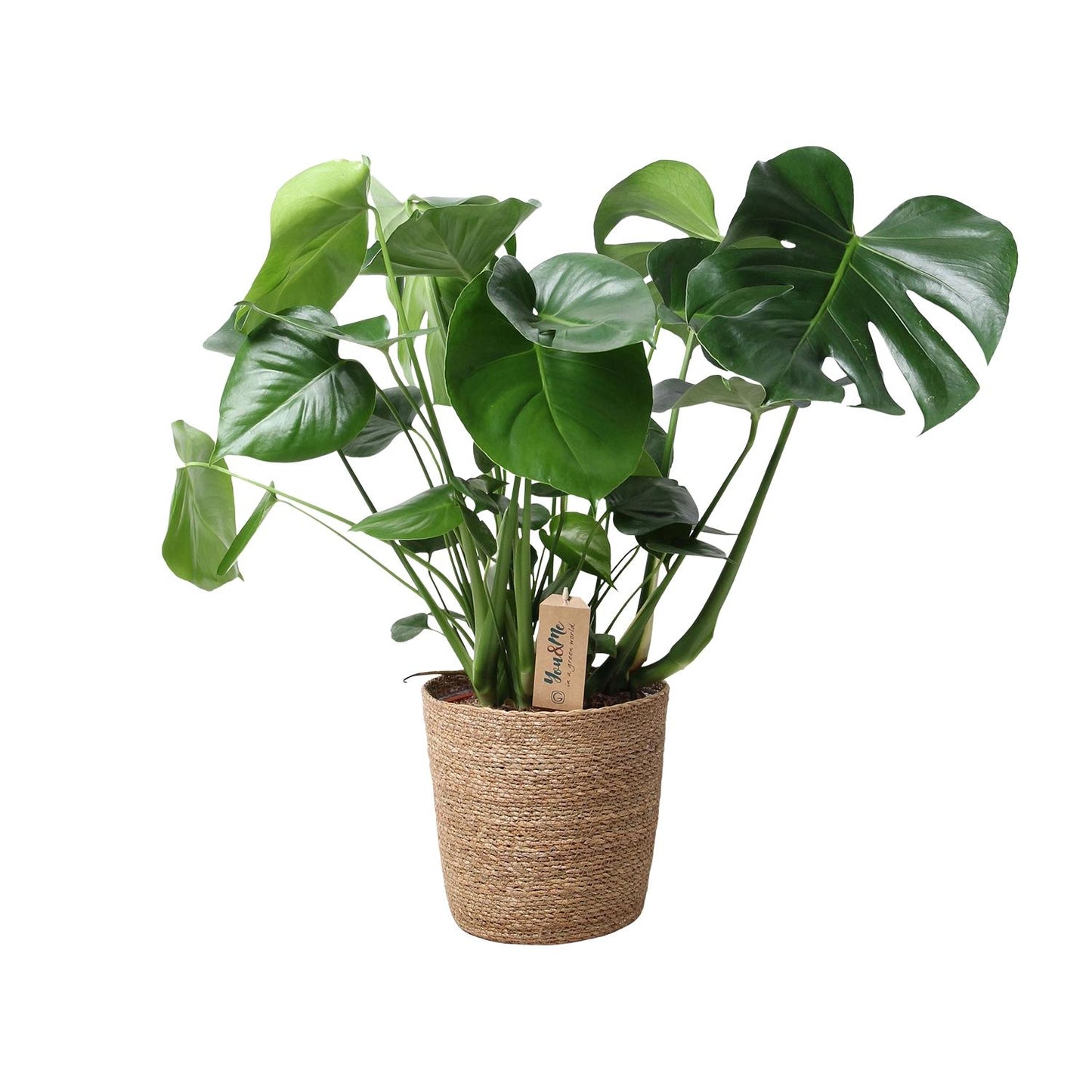 Monstera In Natural Basket - Ø21cm - ↕60cm - Pflanzfix24