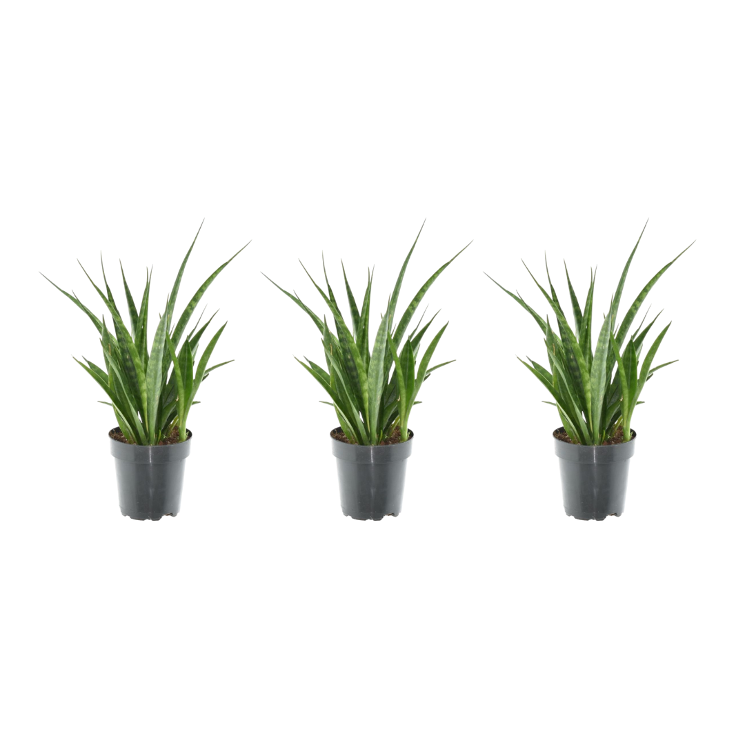 3x Sansevieria Kirkii - 38 cm - ø12 - Pflanzfix24.de - Pflanzfix24.de