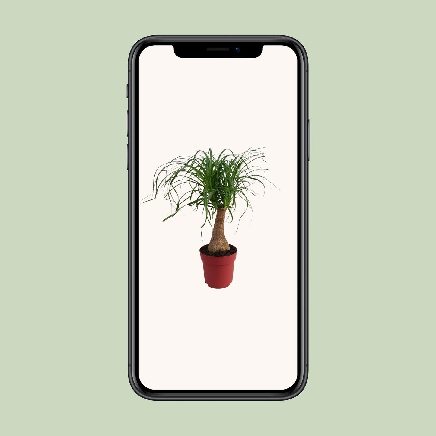 Beaucarnea 'Maya Palm' Stam P19 - Ø19cm - ↕70cm - Pflanzfix24