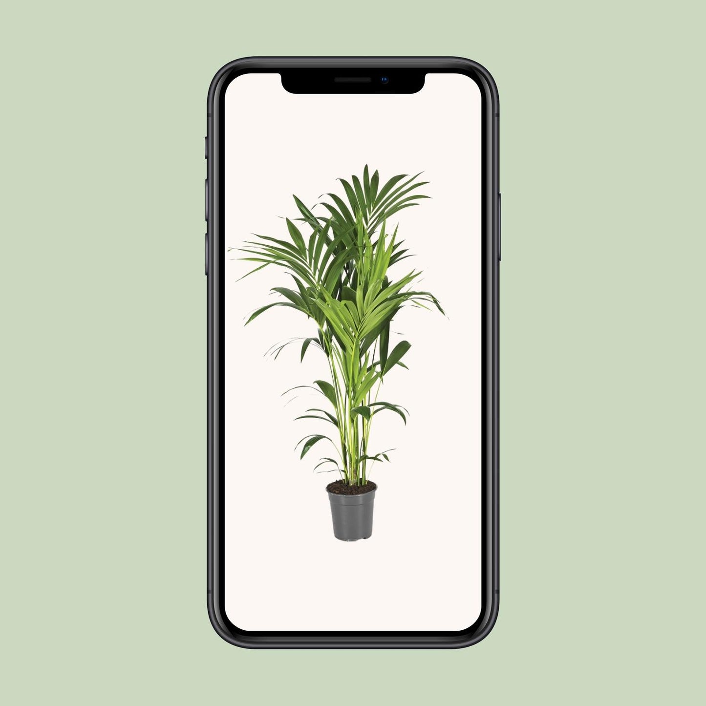 Kentia-Palme - Howea Forsteriana - Ø21cm - ↕130cm - Pflanzfix24.de - Pflanzfix24.de