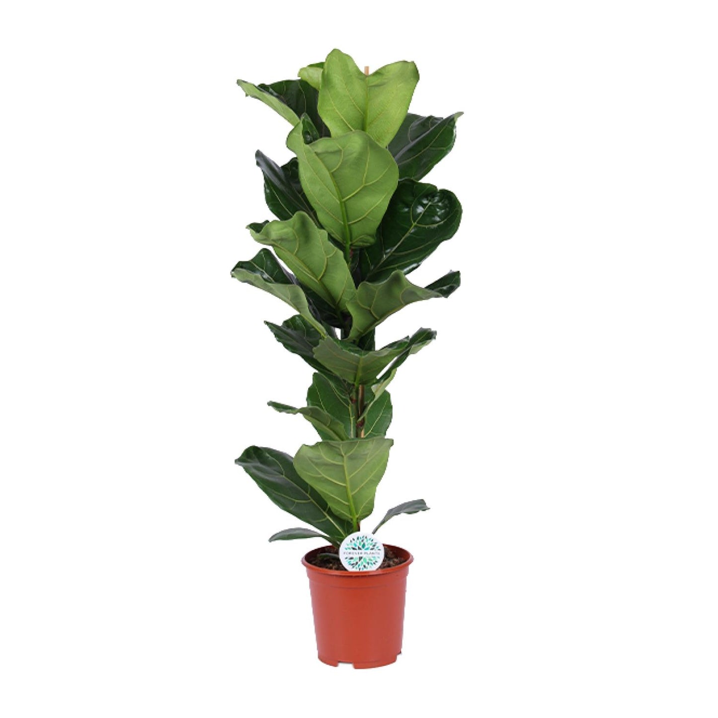 Ficus Lyrata - Ø21cm - ↕90cm - Pflanzfix24