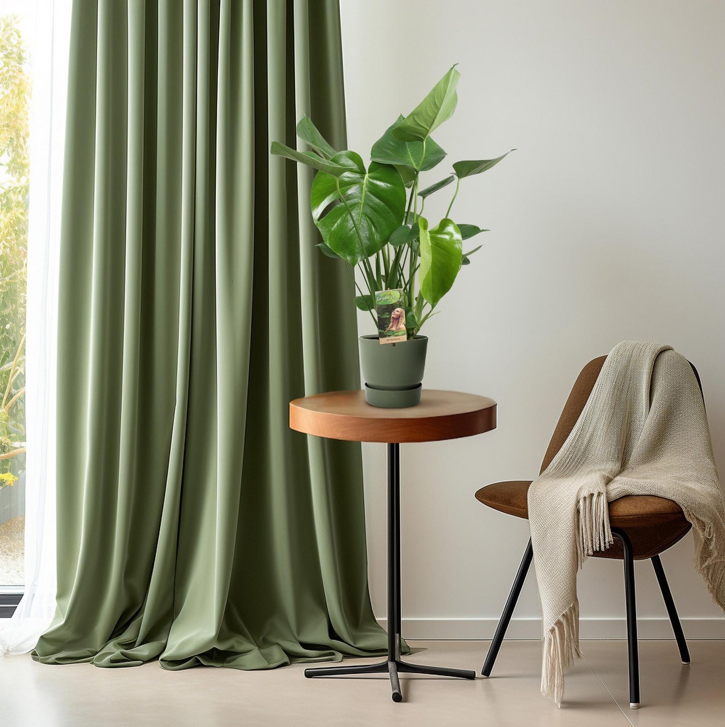 Monstera Deliciosa - Ø17cm - ↕60cm - Pflanzfix24