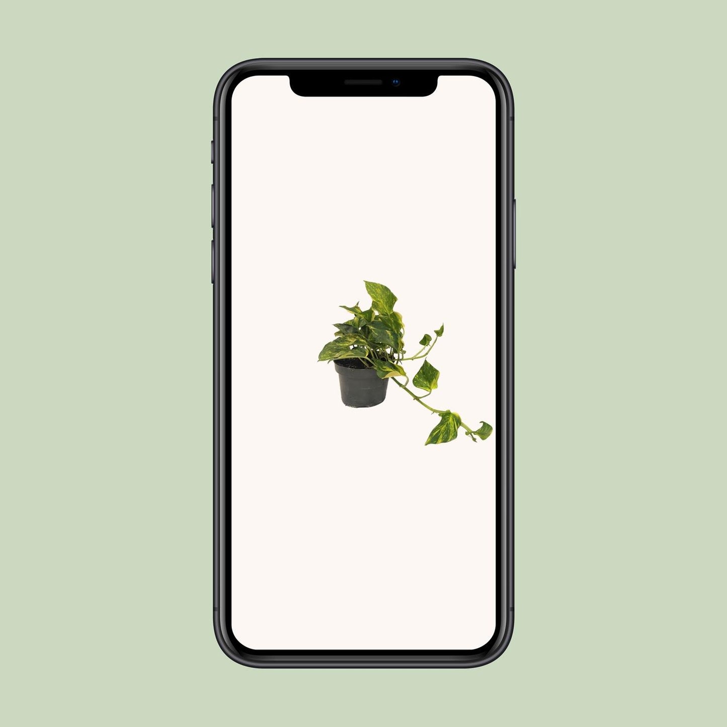 Scindapsus Epipremnum N'joy Gold - Ø12cm - Pflanzfix24