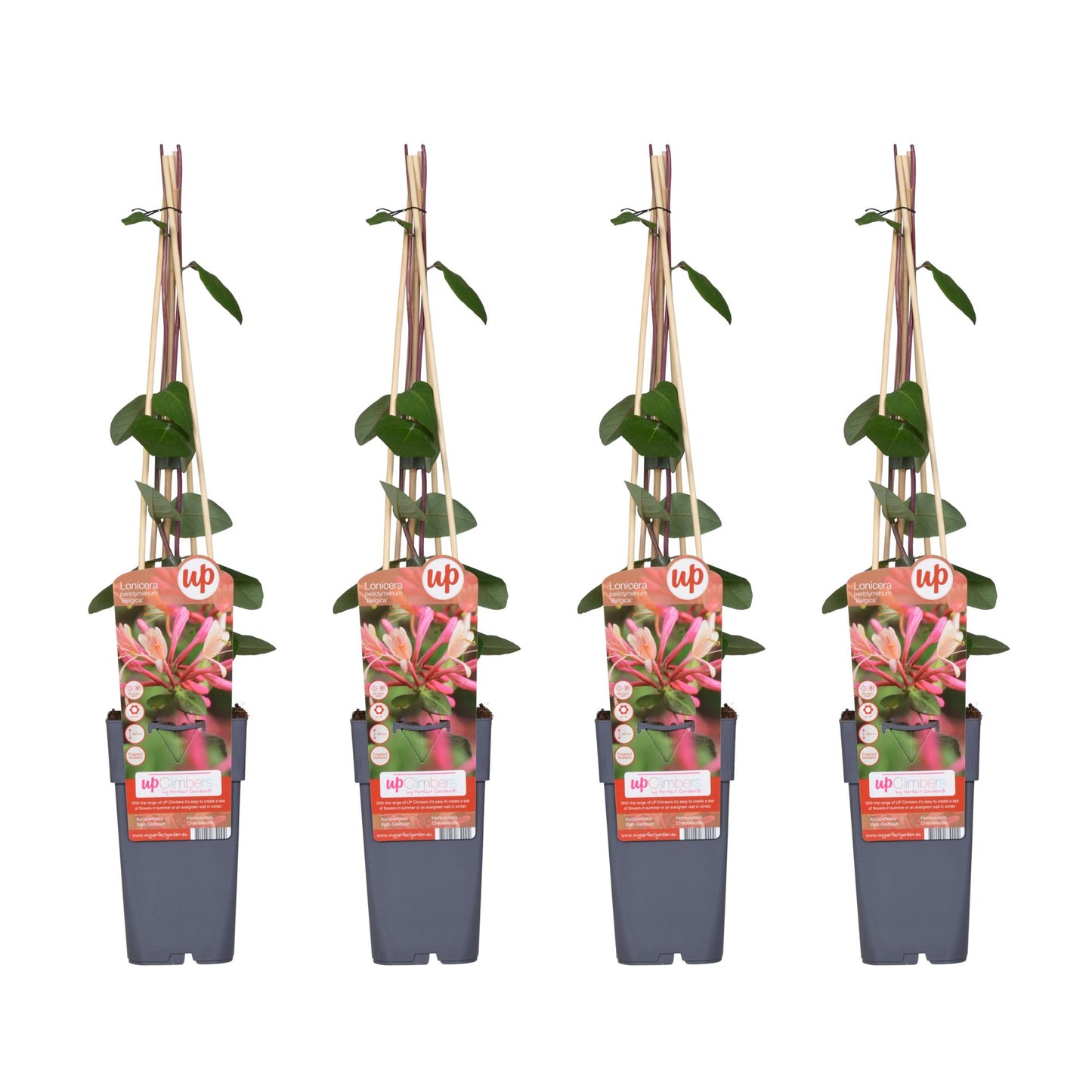 4x - Lonicera periclymenum 'Belgica' - ↨65cm - Ø15 - Pflanzfix24