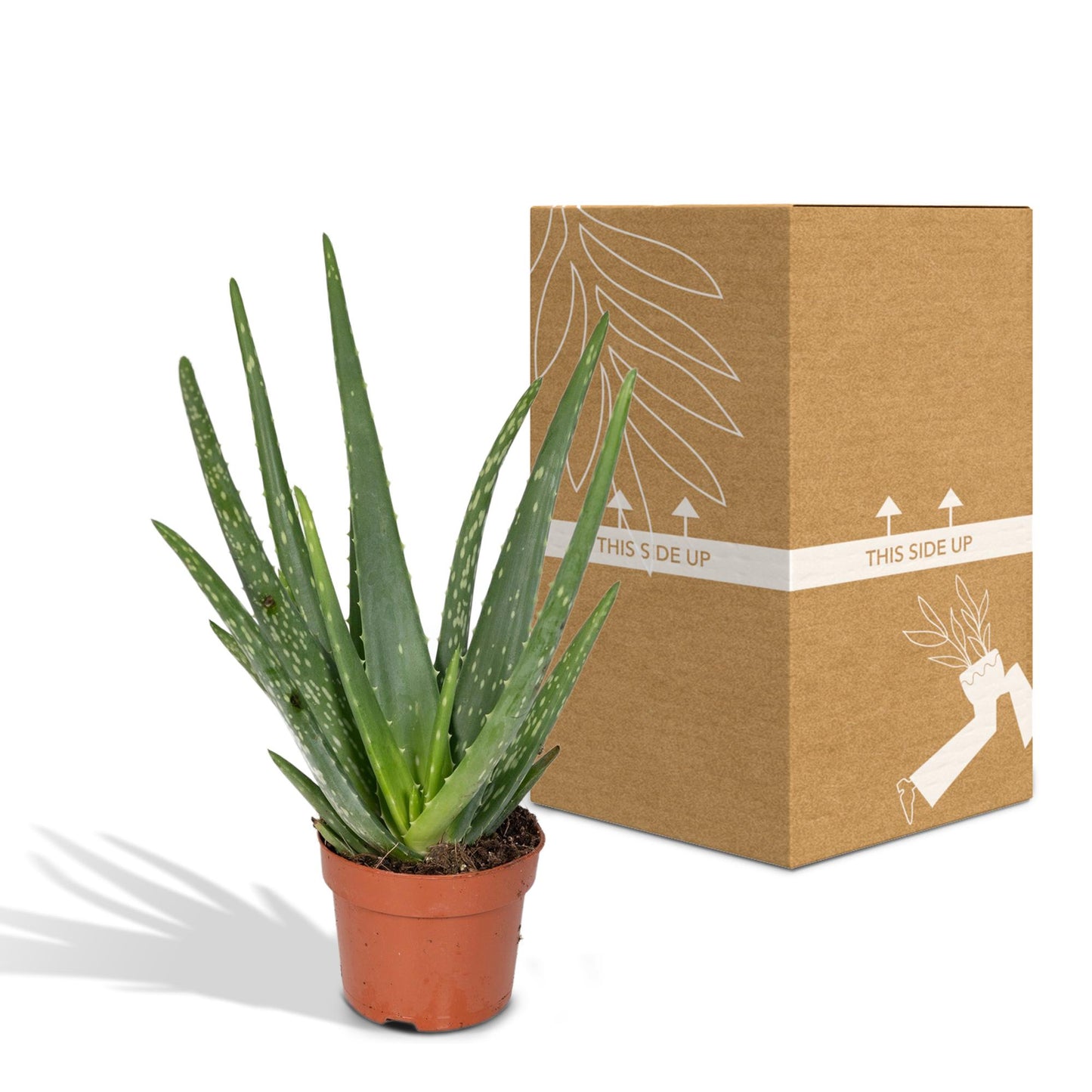 Aloe Vera - Ø12cm - ↕40cm - Pflanzfix24.de - Pflanzfix24.de