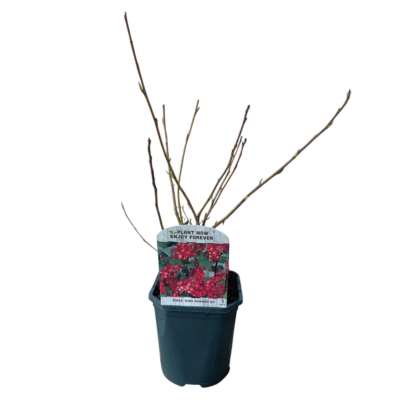 GreenboutiQ - Ribes sanguineum Kind Edward - 1 Pflanze - Topf 17cm - Pflanzfix24.de - Pflanzfix24.de