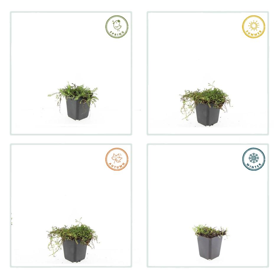 12x Leptinella squalida Bodendecker 10-25cm – Pflanzfix24.de - Pflanzfix24.de