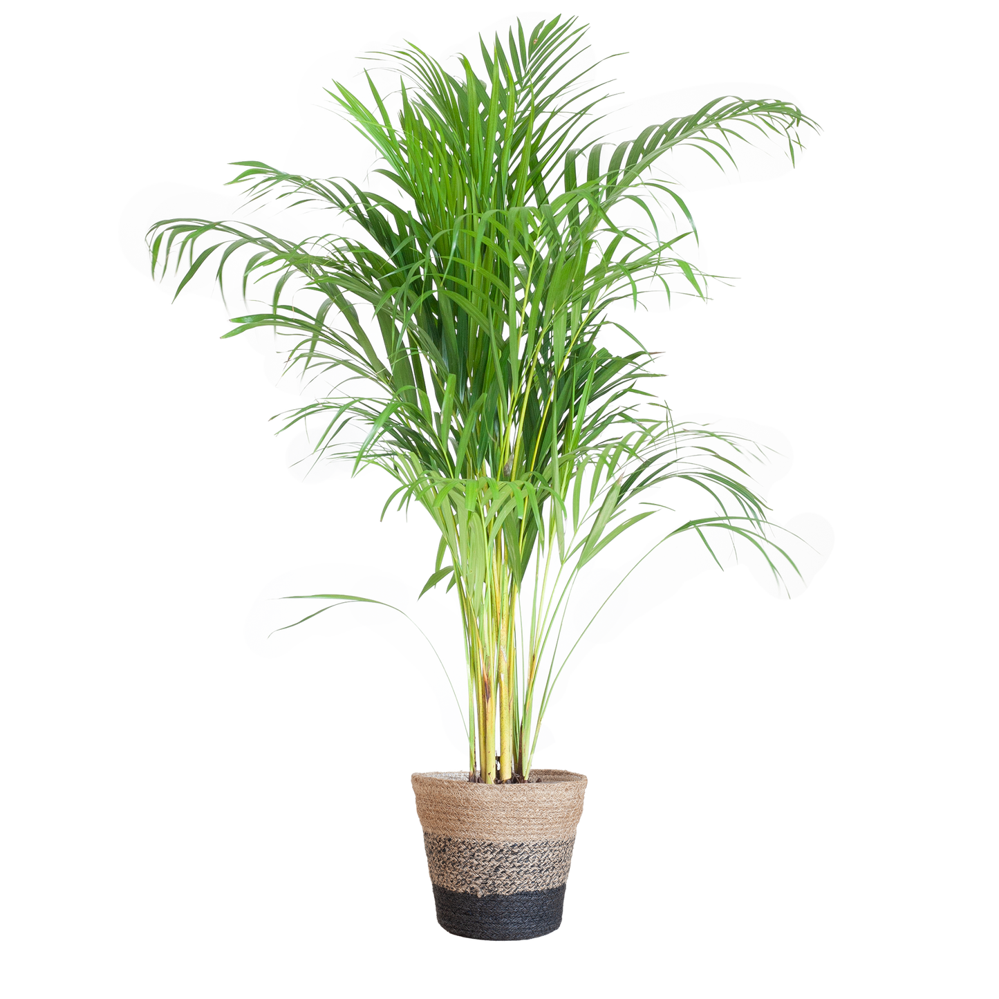 Areca Palm (Dypsis) mit Lissabon-Korb Schwarz - 100cm - Ø21 - Pflanzfix24