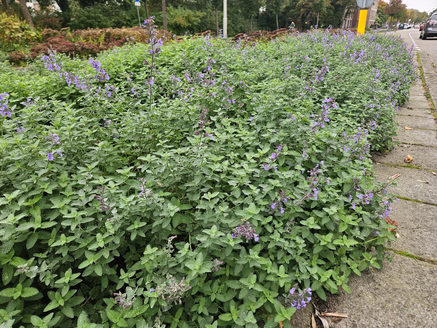 12x Nepeta 'Walker's Low' – aromatische Staude | Pflanzfix24.de - Pflanzfix24.de