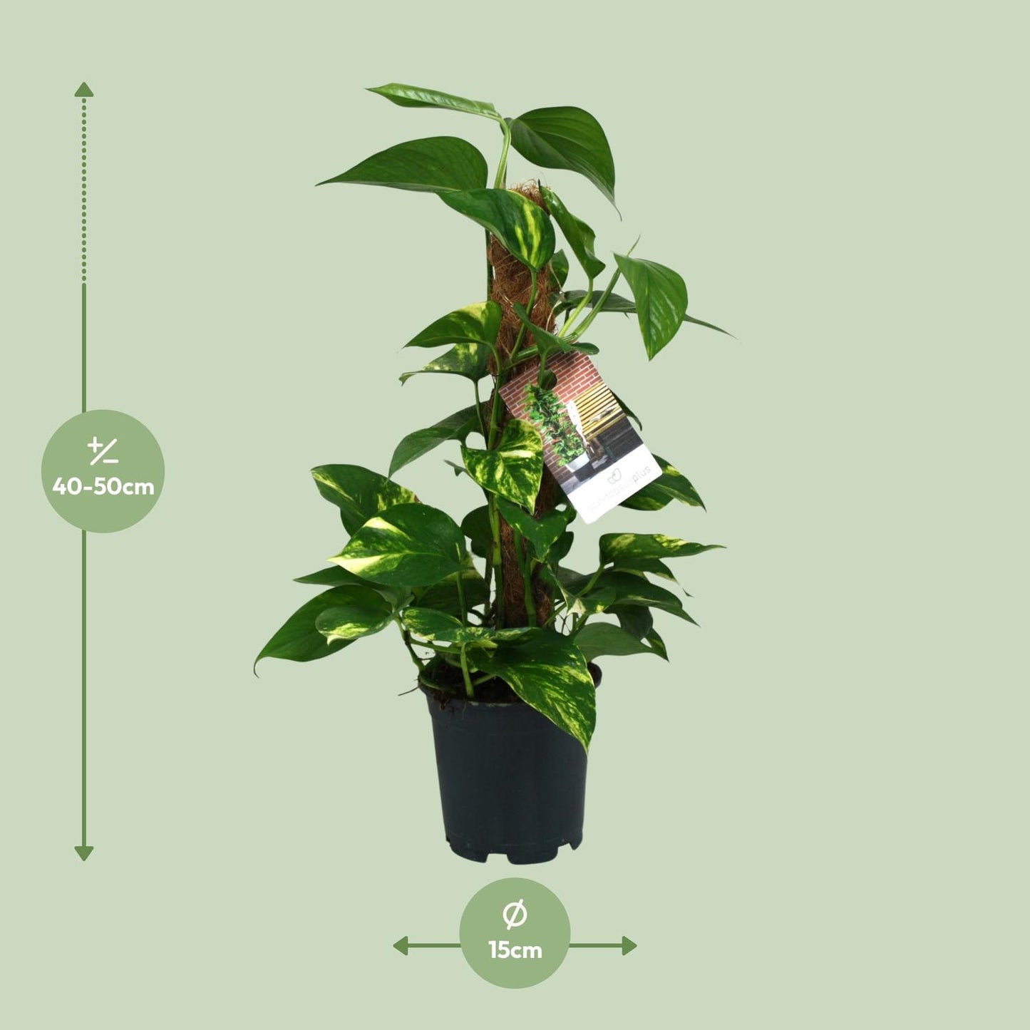 Scindapsus Epipremnum 50cm – Ø15cm Topf – Pflanzfix24.de - Pflanzfix24.de