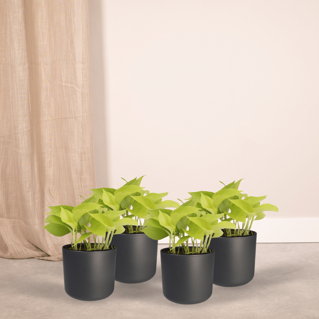 Epipremnum Golden Pothos (Scindapsus) - 4 Stücke - Ø12cm - Pflanzfix24.de - Pflanzfix24.de