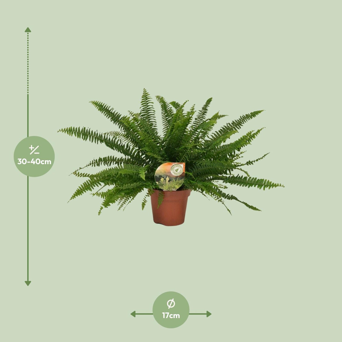 Nephrolepis „Grüne Dame“ Boston-Farn Ø17cm | Pflanzfix24.de - Pflanzfix24.de
