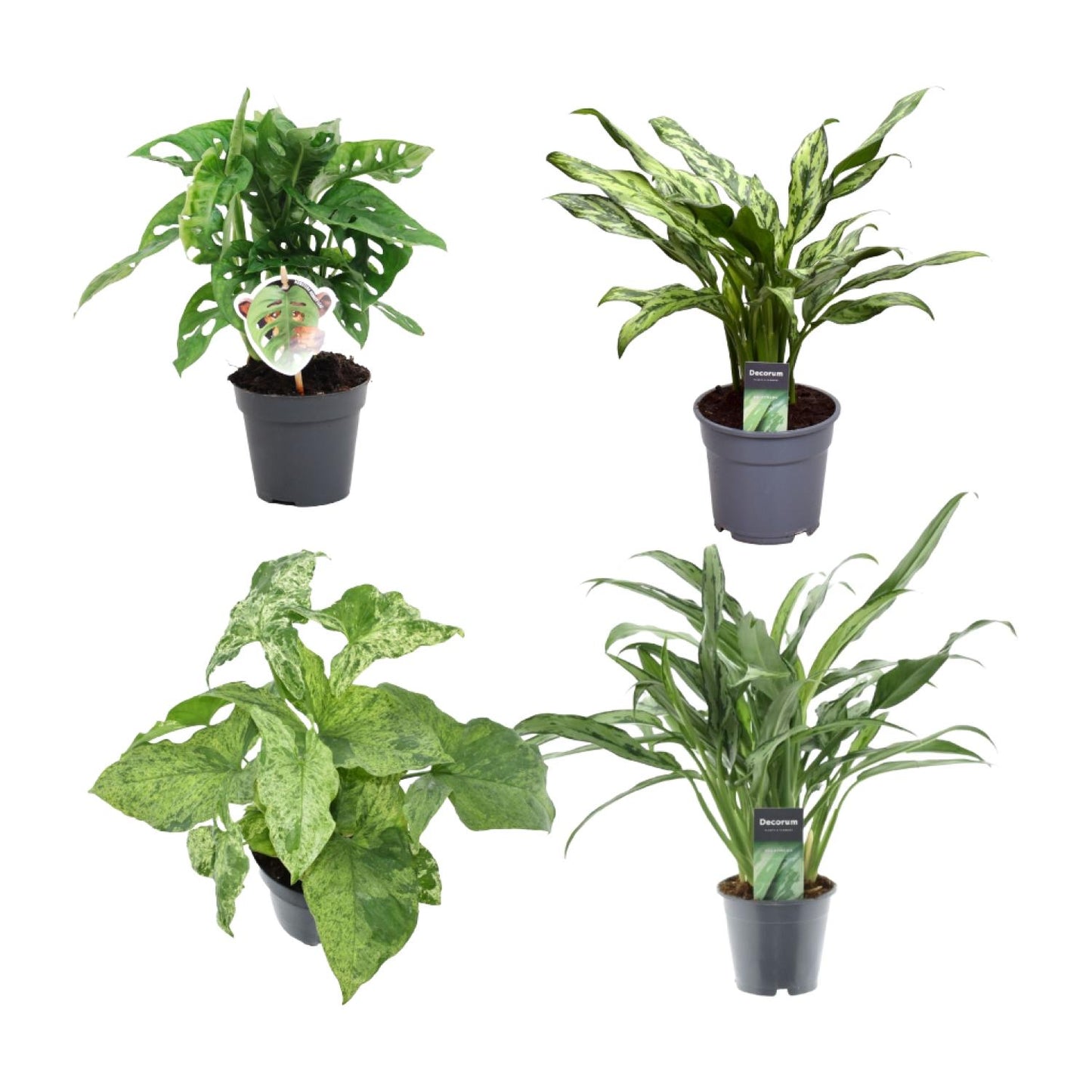 Groen Mix 4 Pflanzen - Monstera obliqua 'Monkey Leaf' - 25 cm - ø12 - Aglaonema Juliette - 40 cm - ø12 - Syngonium Mottled - 25 cm - ø12 - Aglaonema Cutlass - 40 cm - ø12 - Pflanzfix24