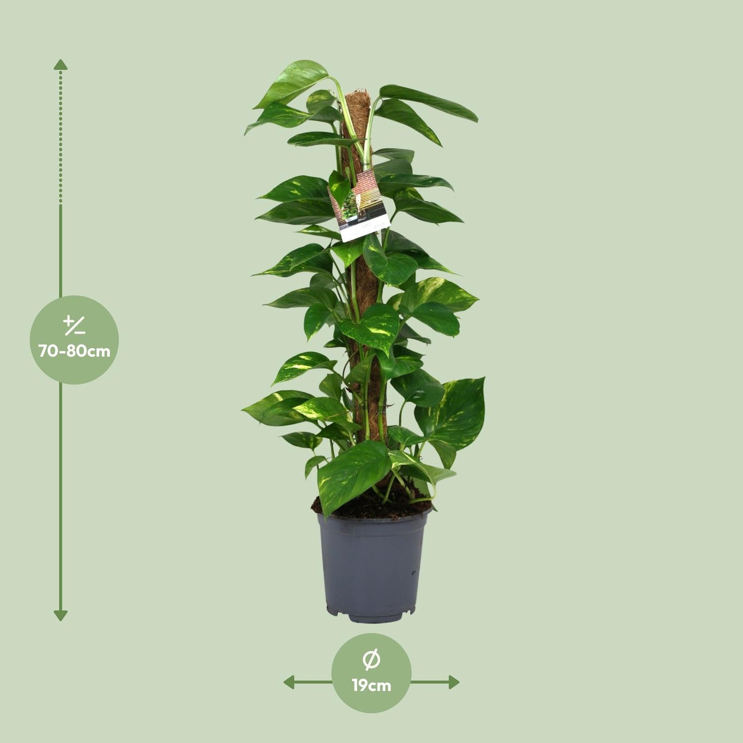 Scindapsus Epipremnum 80 cm im Topf Ø19 cm – pflanzfix24
