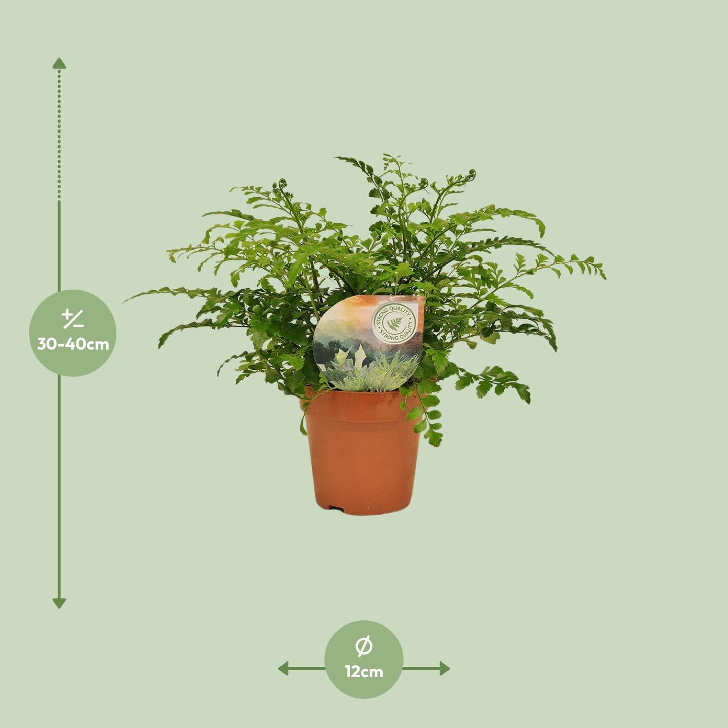 Asplenium Parvati - Ø12cm - pflanzfix24