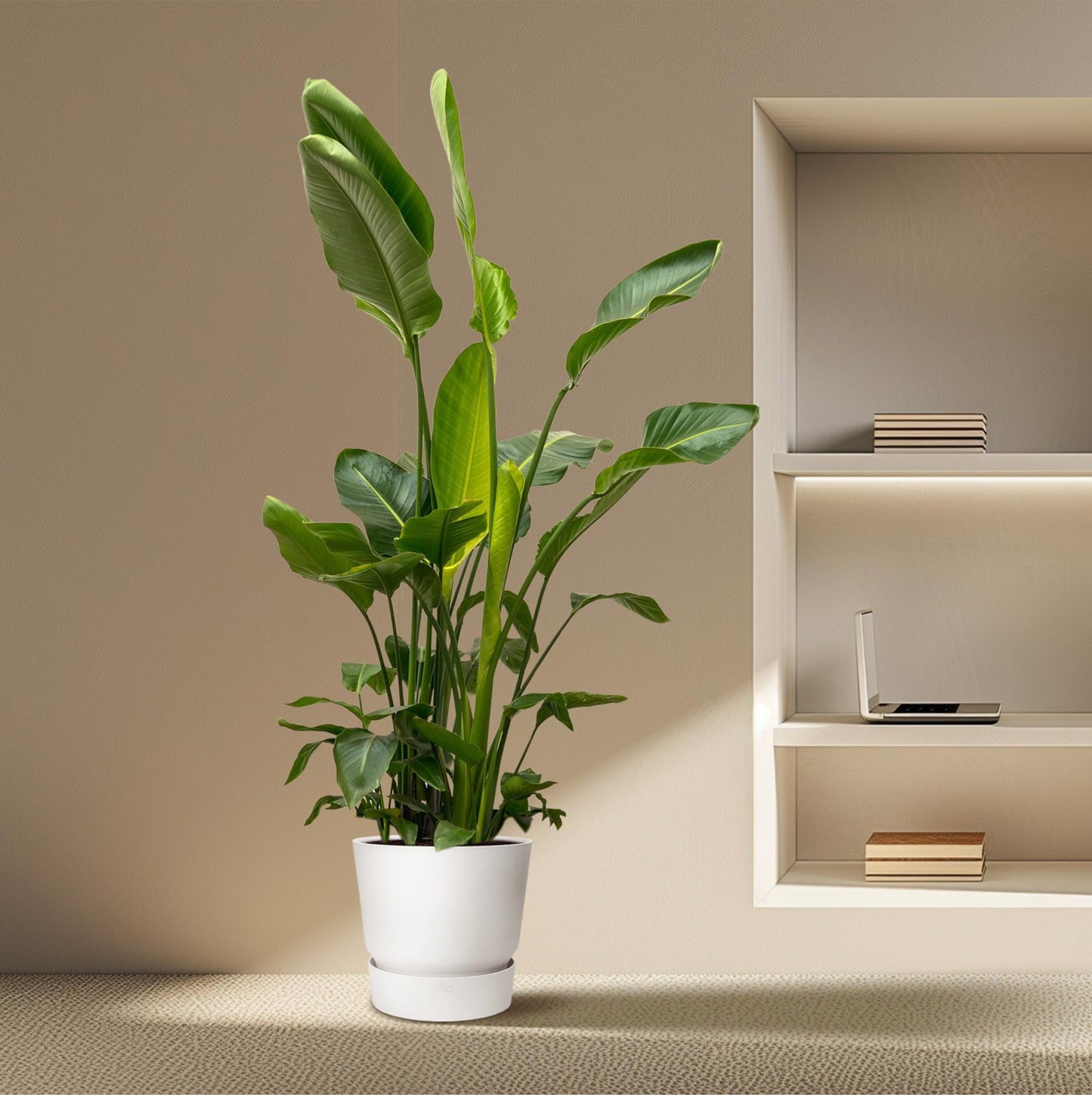Strelitzia Nicolai de luxe XXL 250 cm Ø40 | Pflanzfix24.de - Pflanzfix24.de