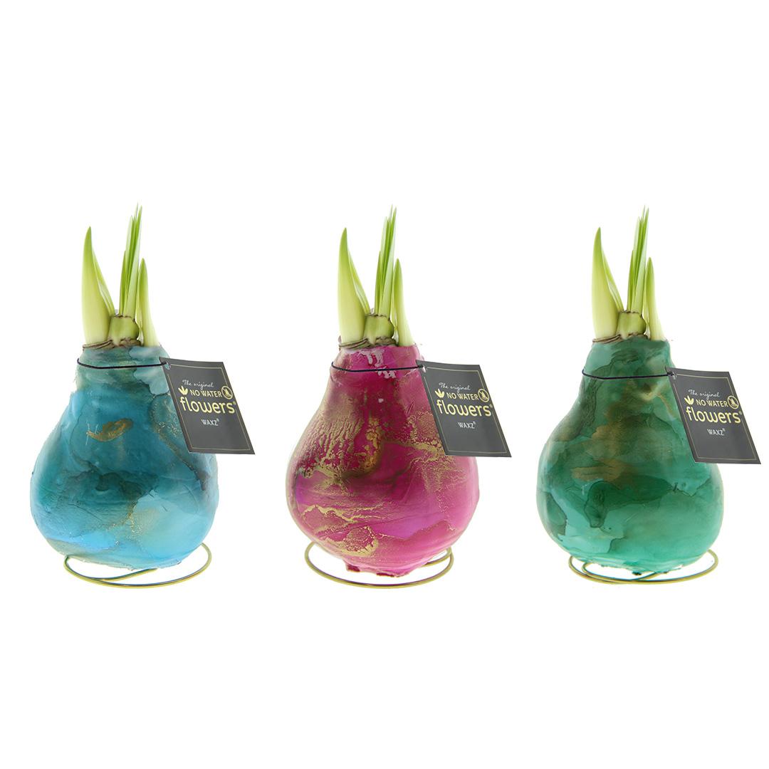 No Water Flowers® Univerz Saturnus Mix (3er Pack) + Rote Blume - Pflanzfix24