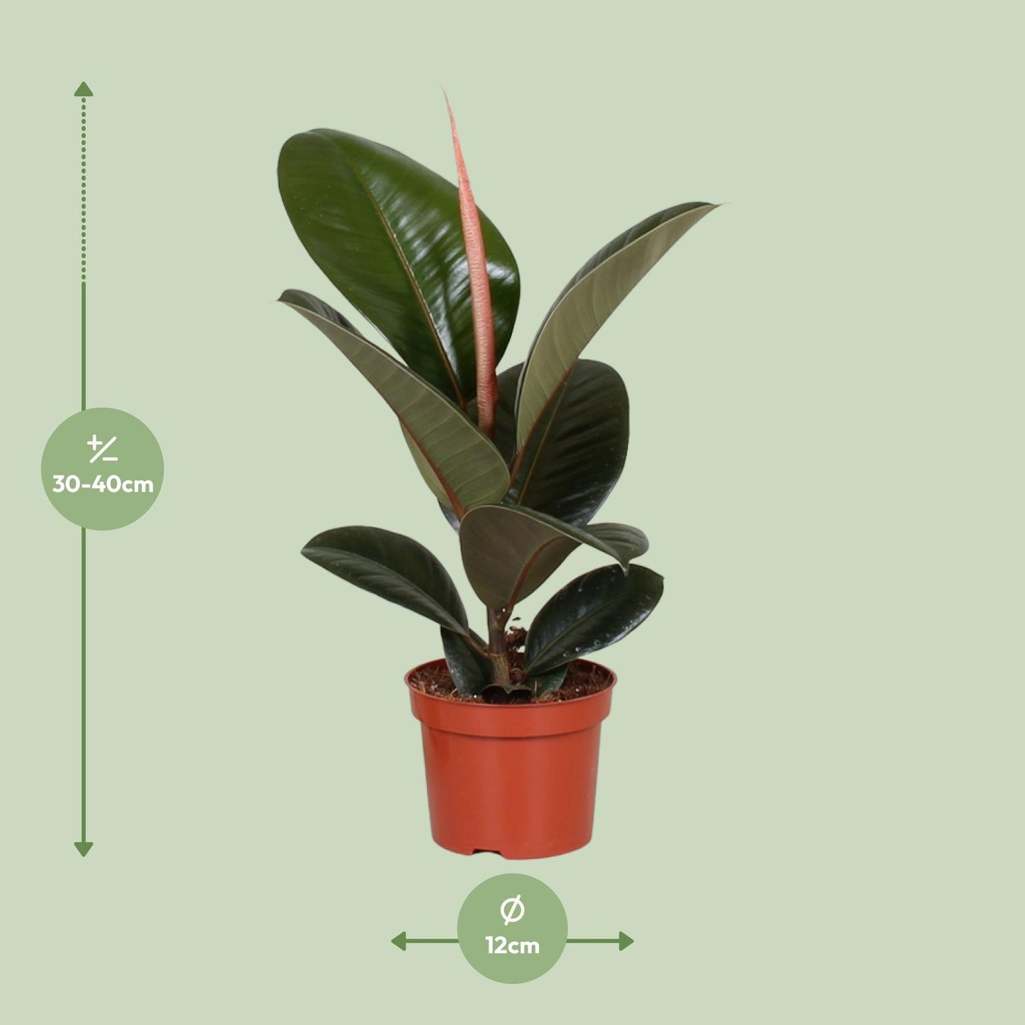 Ficus Elastica Robusta - Ø12cm - ↕35cm bei Pflanzfix24.de - Pflanzfix24.de