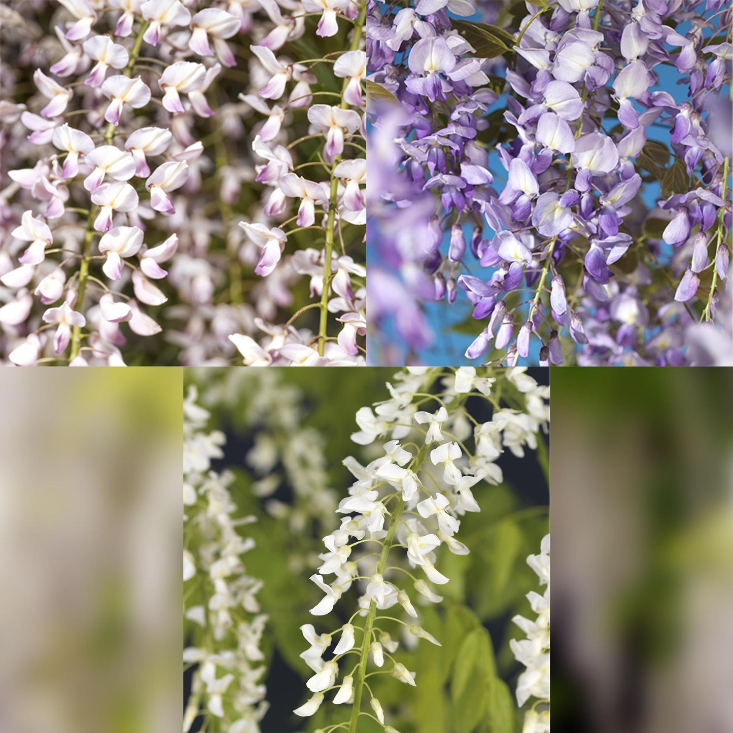 Pflanzfix24.de - Wisteria floribunda Tricolour - 3 Pflanzen - Topf 11cm - Pflanzfix24.de