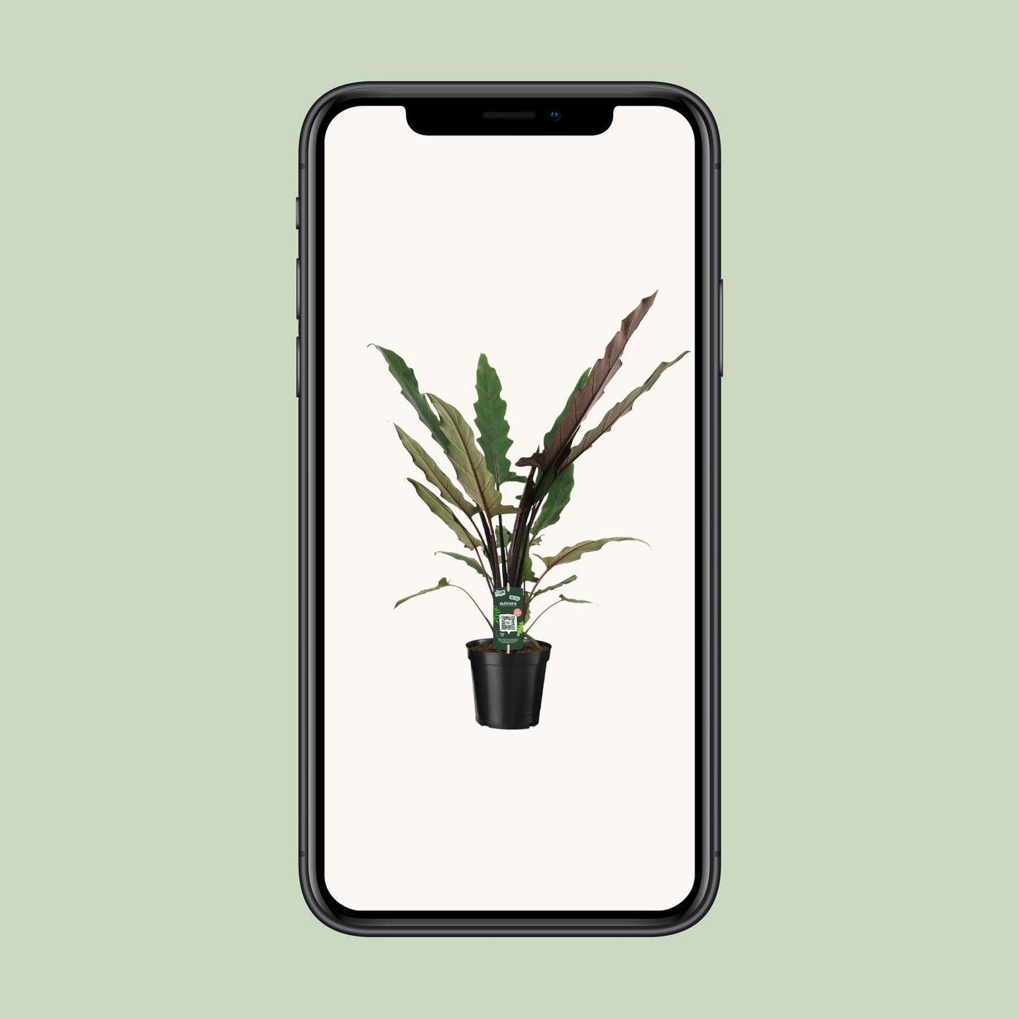 Alocasia Lauterbachiana - Ø19cm - ↕80cm bei Pflanzfix24.de - Pflanzfix24.de