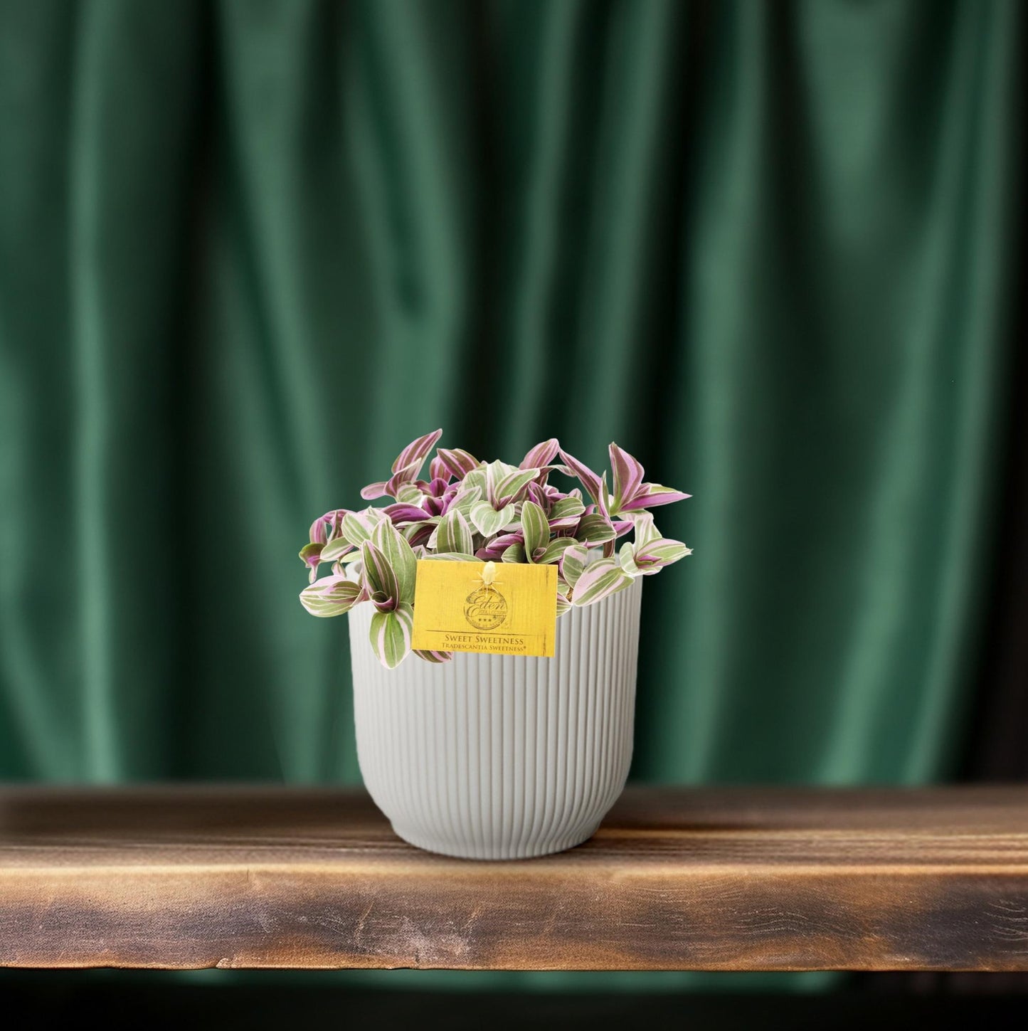 Tradescantia Sweetness – Schönpflanze (Dreimasterblume) | Pflanzfix24.de - Pflanzfix24.de