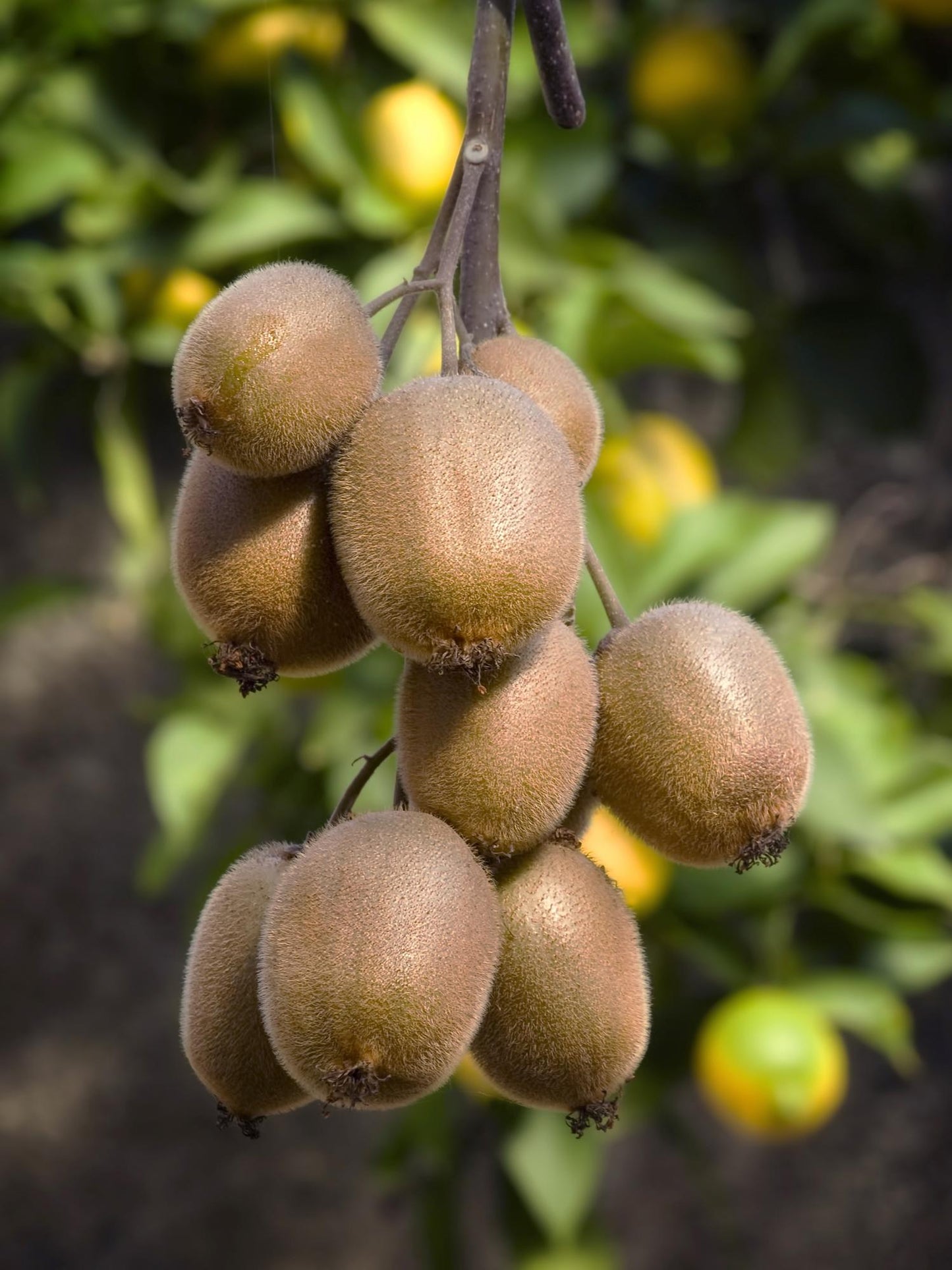 Actinidia delciosioa 'Jenny' - Kiwi - Ø13cm - ↕45cm bei Pflanzfix24
