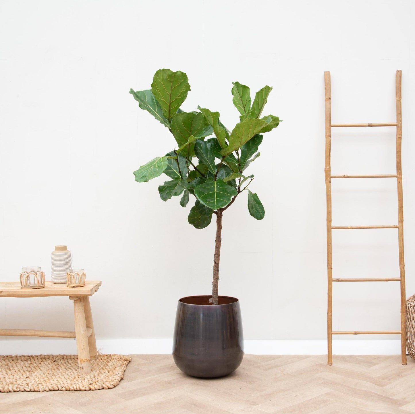 Ficus Lyrata-Stamm - 170 cm - ⌀30 - Pflanzfix24