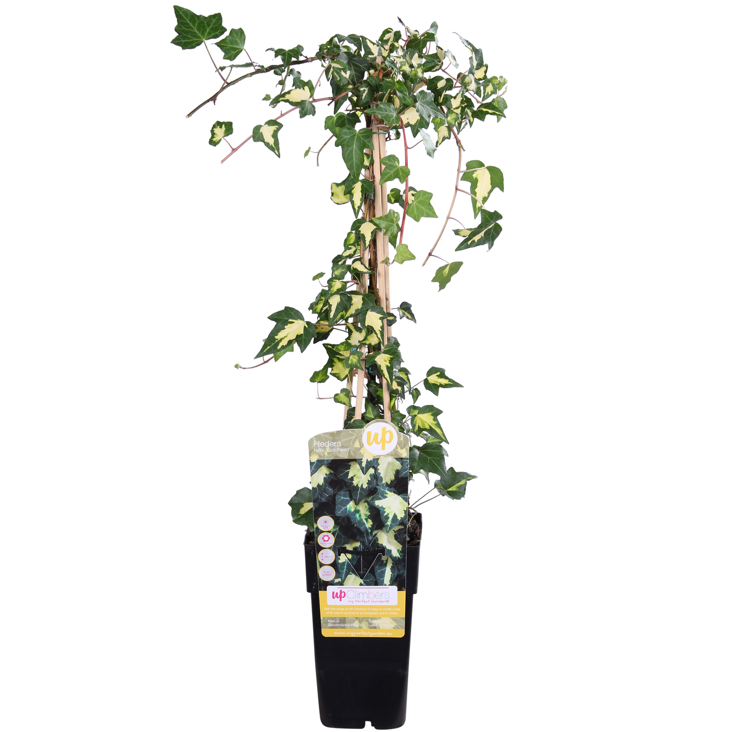 Hedera helix 'Goldheart' - Ø15cm - ↕65cm bei Pflanzfix24.de - Pflanzfix24.de