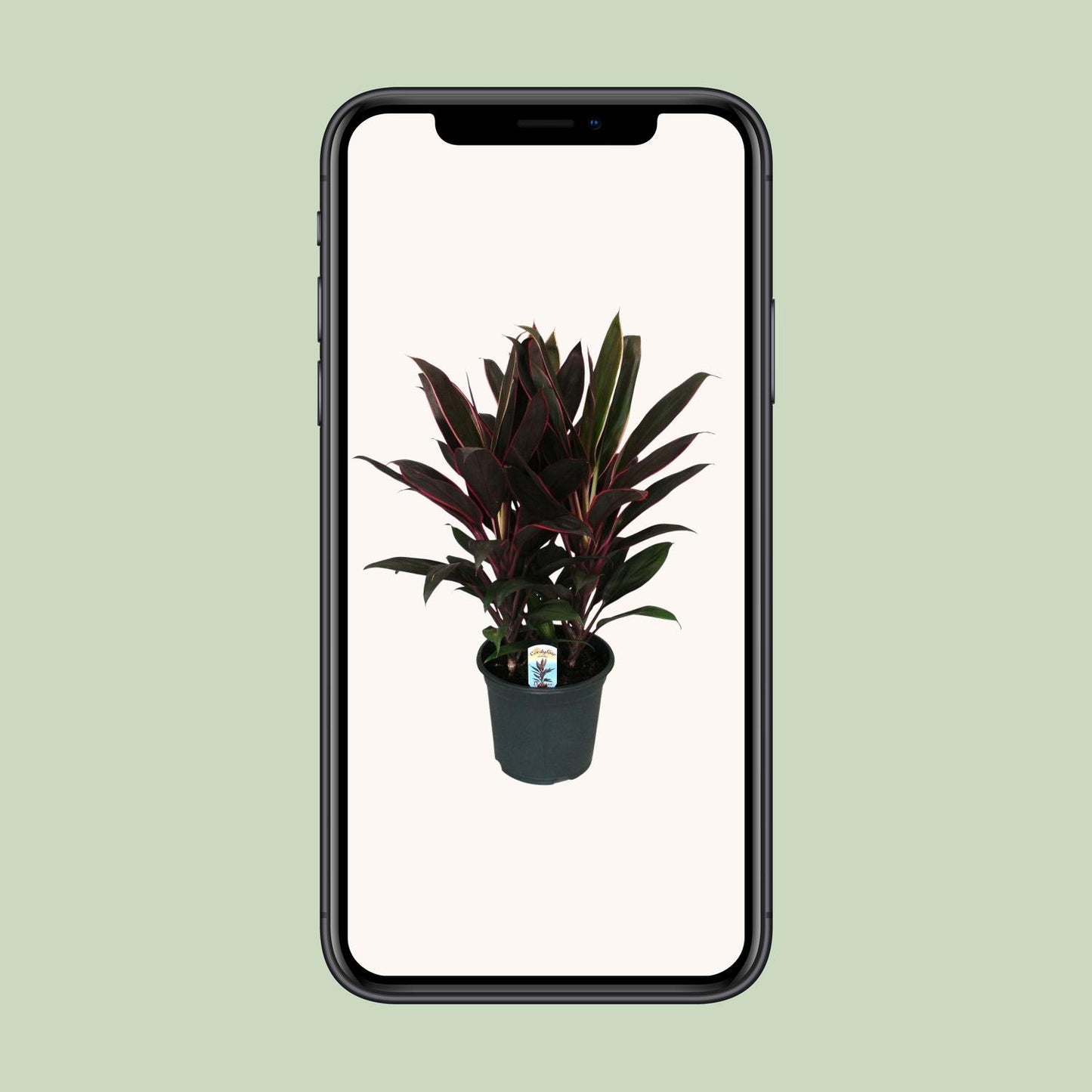 Cordyline Fruticosa Rumba - Ø19cm - ↕55cm - Pflanzfix24