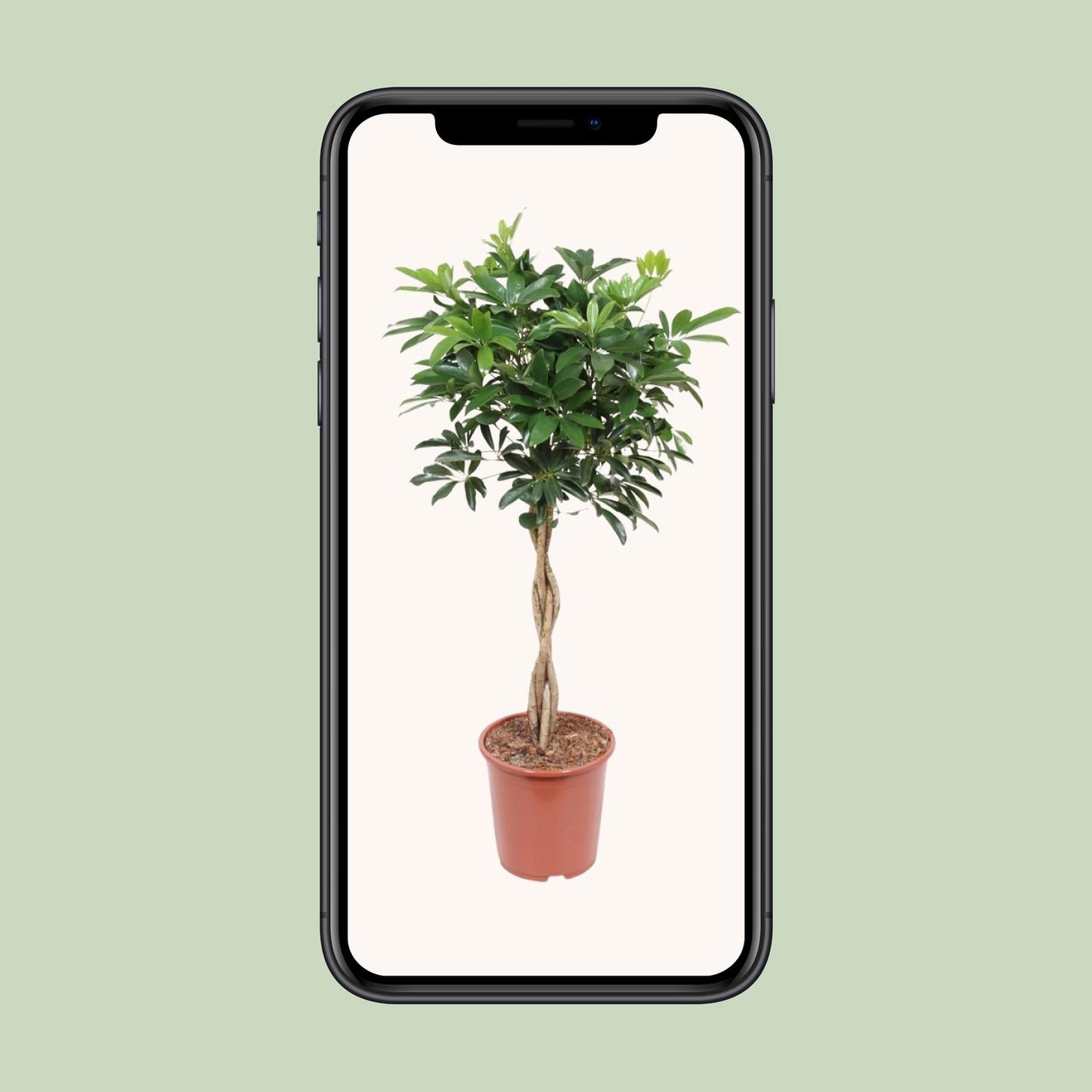 Schefflera Arboricola Compacta - Ø27cm - Pflanzfix24