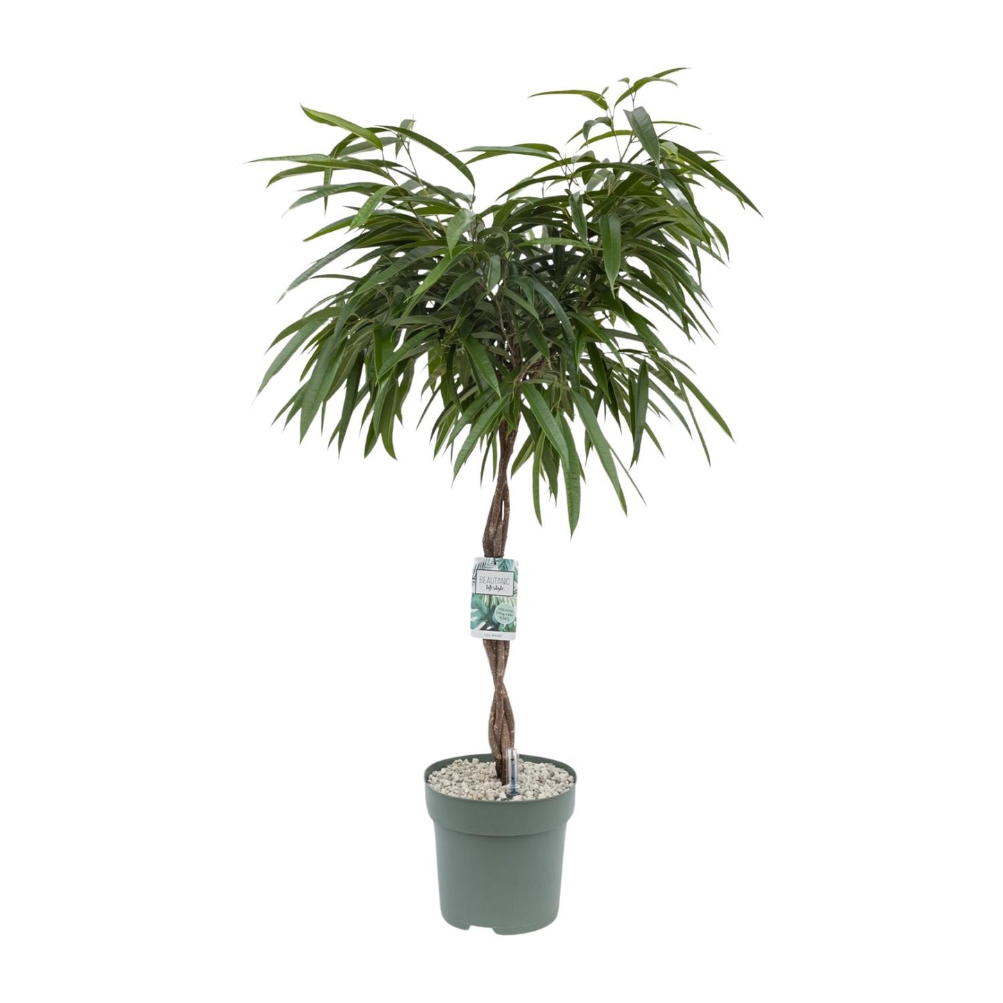 Ficus Mahori - Ø27cm - ↕120cm - Pflanzfix24