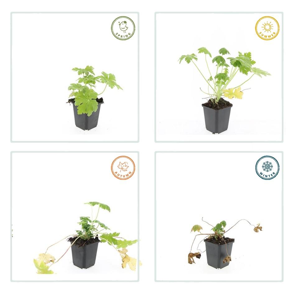 6x Geranium macr. 'Spessart' - ↕10-25cm - Ø9cm von Pflanzfix24