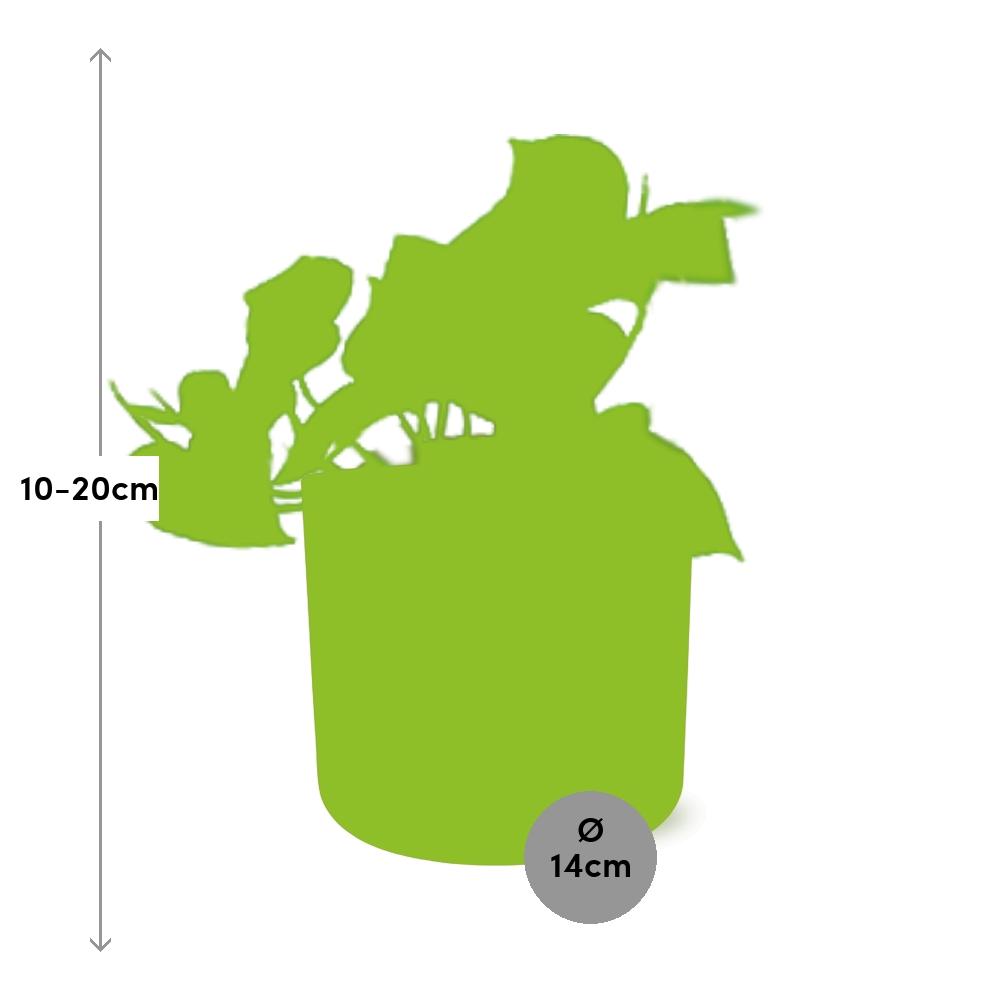 Epipremnum Pinnatum ‘Aureum’ in ELHO b.for soft rond 14cm brique - Pflanzfix24