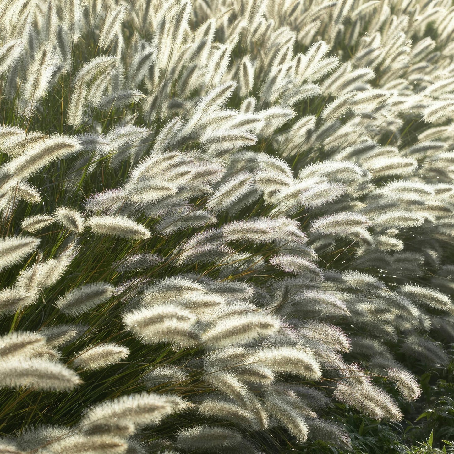 12x Pennisetum alopecuroides 'Hameln' – Ziergras | Pflanzfix24.de - Pflanzfix24.de