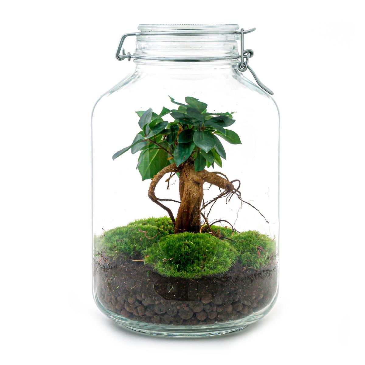 Flaschengarten - Ficus Ginseng bonsai - Pflanzfix24