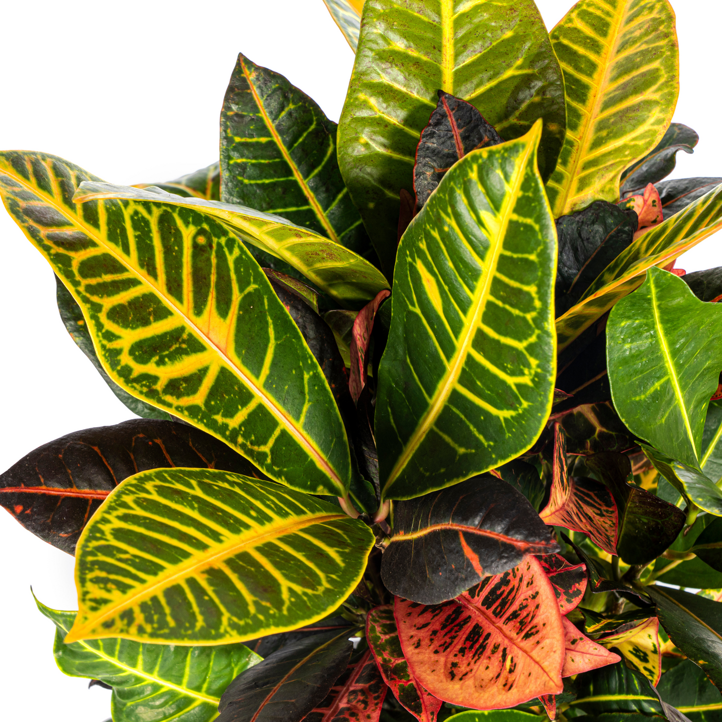 Codiaeum 'Croton' Petra Ø17cm - ↕40 - 60cm - Pflanzfix24