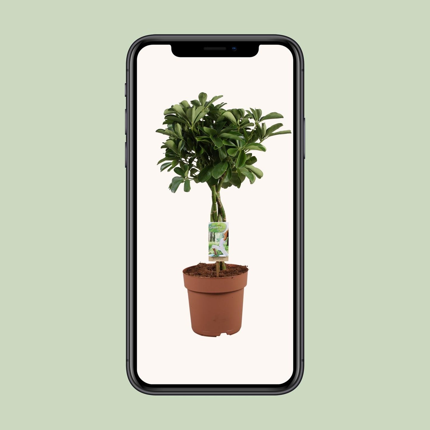 Schefflera Arboricola Nora - Ø21cm - ↕80cm - Pflanzfix24