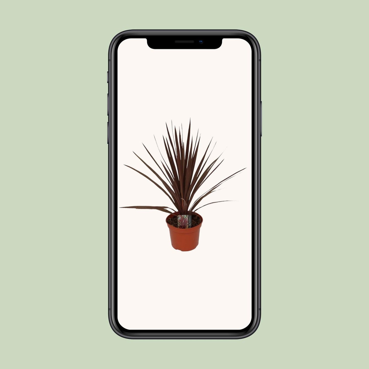 Cordyline Australis Red Star - Ø17cm - ↕60cm - Pflanzfix24