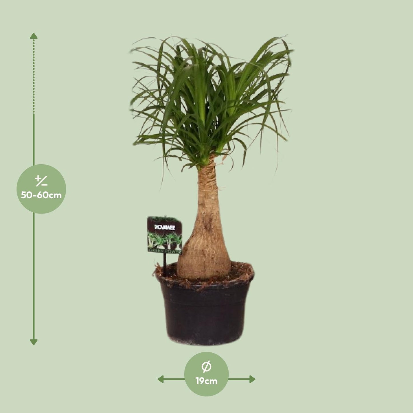 Beaucarnea Nolina - Ø19 ↕60 - Pflanzfix24.de - Pflanzfix24.de