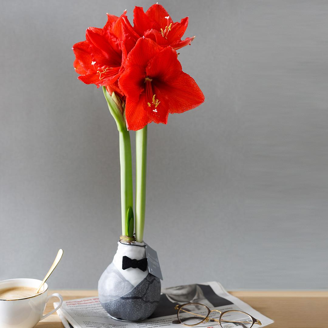 No Water Flowers® Giletz Bowtie (3er Pack) + Rote Blume - Pflanzfix24