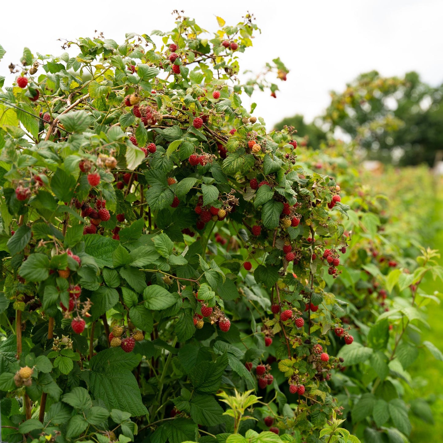 Pflanzfix24 - Himbeerpflanze - Rubus idaeus Autumn Bliss - Rote Himbeere - 2 Pflanzen - Topf 11cm Höhe 40cm