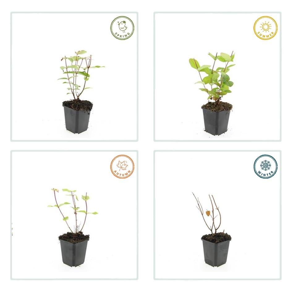20x Hypericum inodorum 'Beauty' - Pflanzfix24.de - Pflanzfix24.de