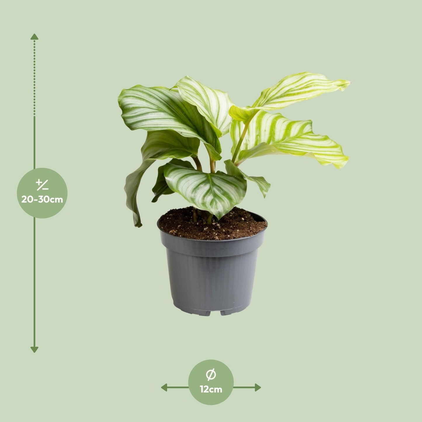 Calathea Orbifolia - Ø12cm - ↕25cm - Pflanzfix24.de - Pflanzfix24.de
